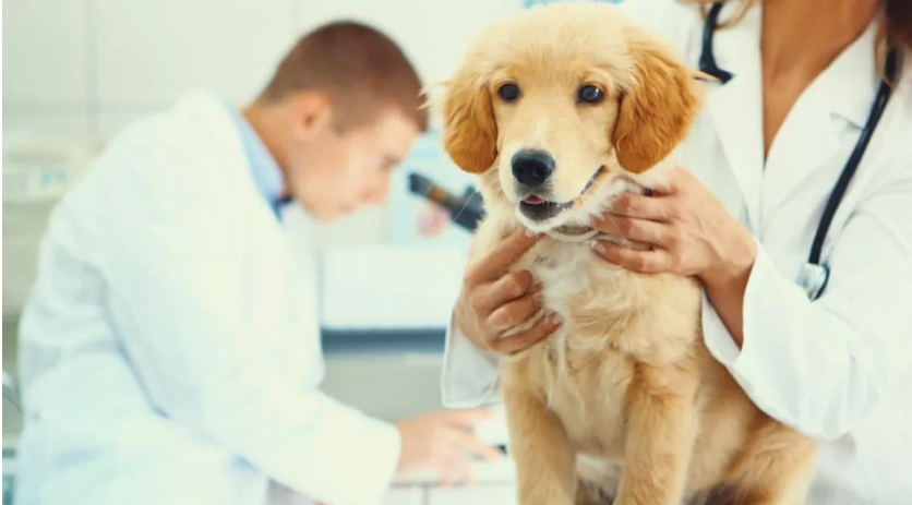 寵物行業(yè)生物安全體系——醫(yī)院篇